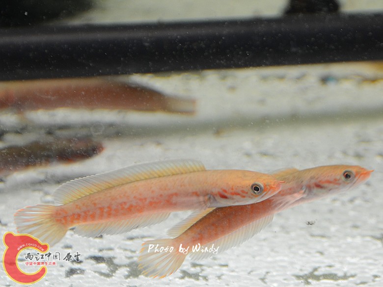 DSC_4684_副本.jpg