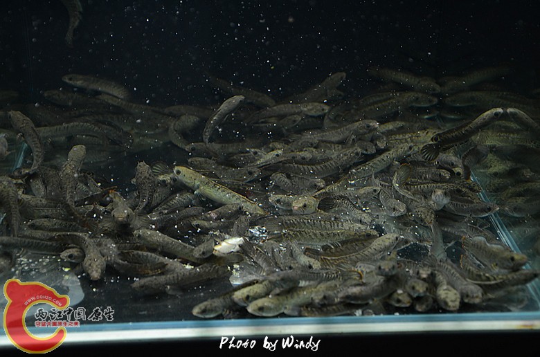 DSC_4691_副本.jpg
