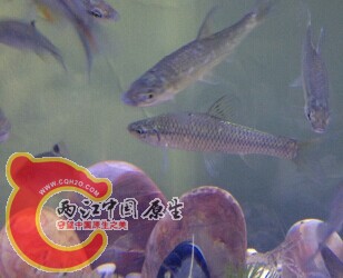 鱼4.jpg