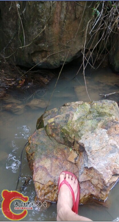 这个小水潭不错，虽然跟产地有区别，但水中的树根也算产卵的理想地方