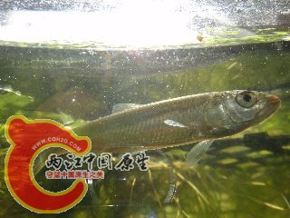 DSC02706.JPG