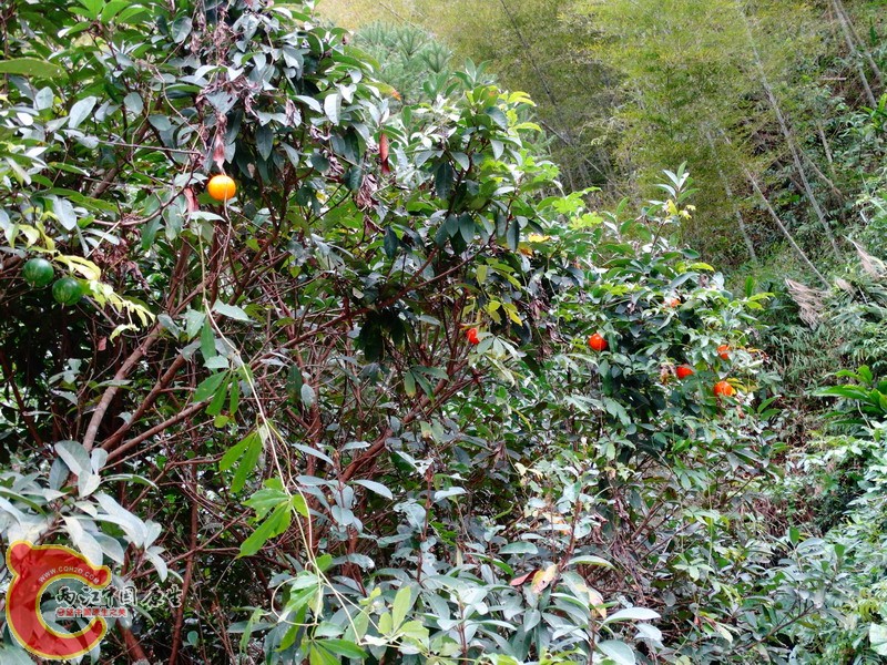 DSC01380.jpg