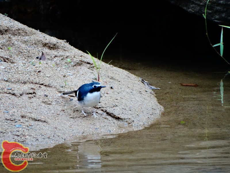 DSC01411.jpg