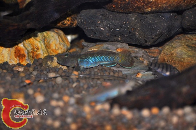 调整大小 调整大小 复制 DSC_0965.jpg