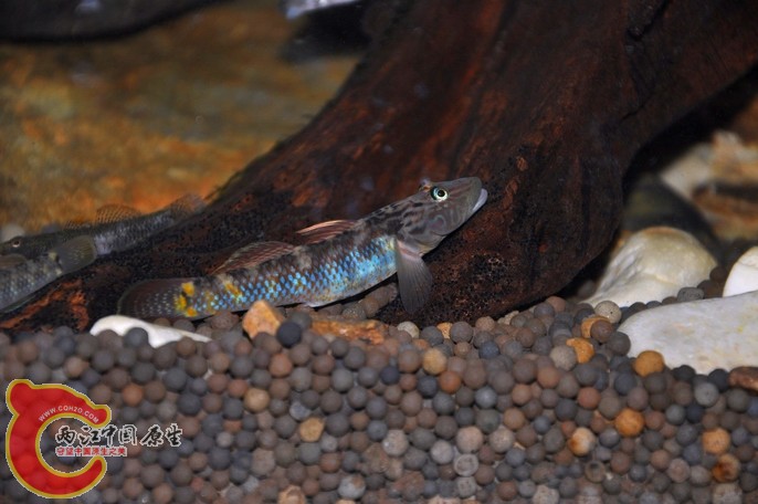 调整大小 调整大小 复制 DSC_0529.jpg