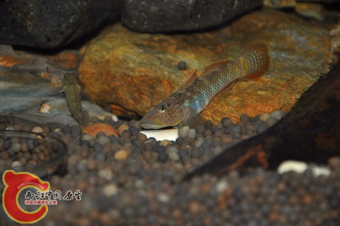 调整大小 调整大小 复制 DSC_0544.jpg