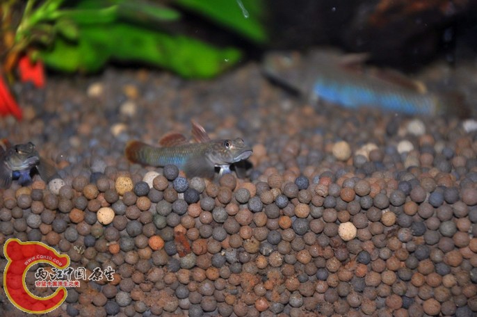 调整大小 调整大小 复制 DSC_0763.jpg