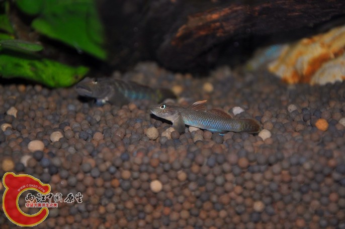 调整大小 调整大小 复制 DSC_0769.jpg