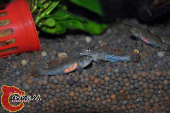 调整大小 调整大小 复制 DSC_0785.jpg