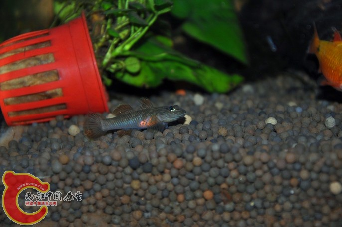 调整大小 调整大小 复制 DSC_0805.jpg