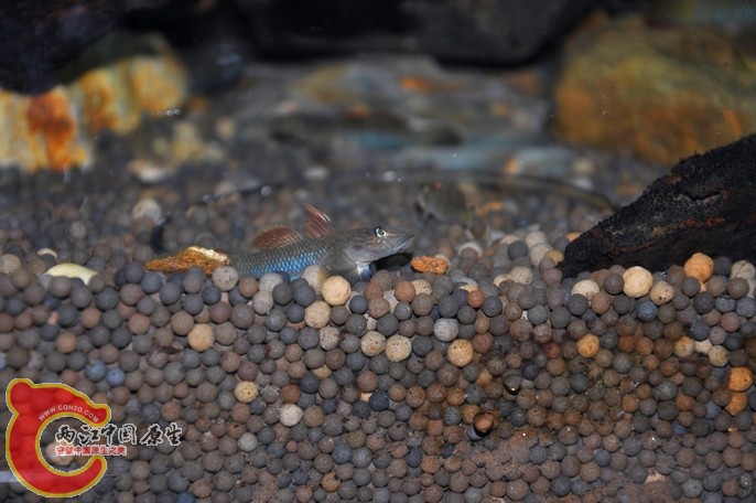 调整大小 调整大小 复制 DSC_0807.jpg