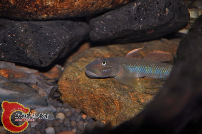 调整大小 调整大小 复制 DSC_0816.jpg