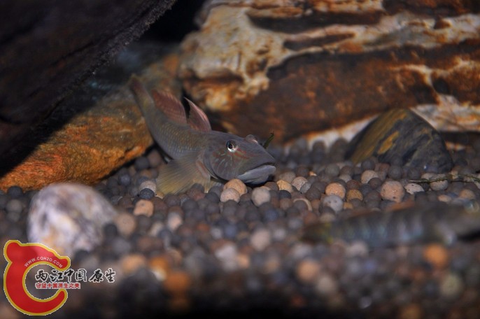 调整大小 调整大小 复制 DSC_0818.jpg