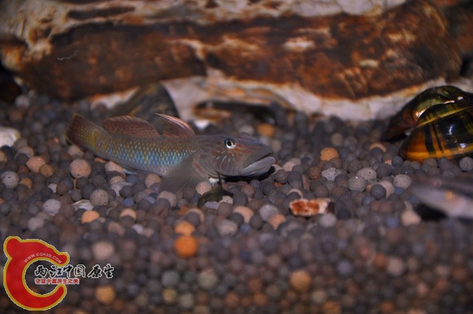 调整大小 调整大小 复制 DSC_0821.jpg