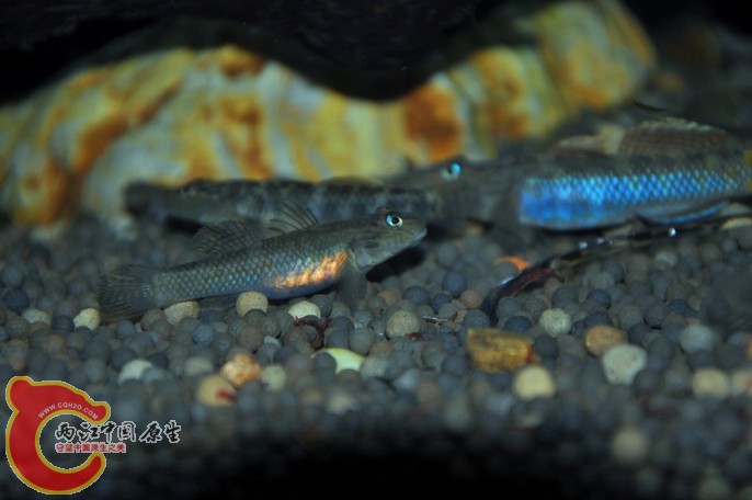 调整大小 调整大小 复制 DSC_0835.jpg