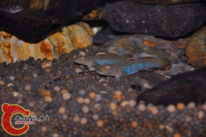 调整大小 调整大小 复制 DSC_0928.jpg