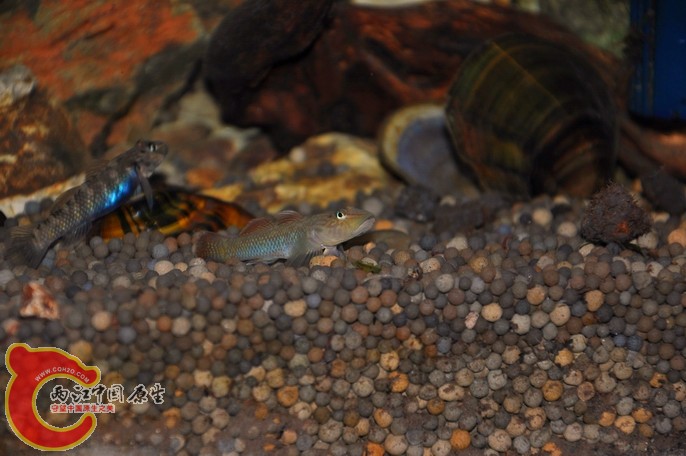 调整大小 调整大小 复制 DSC_0930.jpg