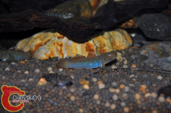 调整大小 调整大小 复制 DSC_0932.jpg