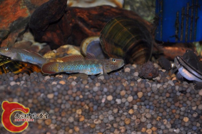 调整大小 调整大小 复制 DSC_0935.jpg