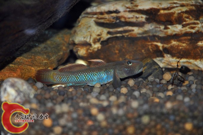 调整大小 调整大小 复制 DSC_0942.jpg