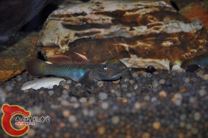 调整大小 调整大小 复制 DSC_0953.jpg