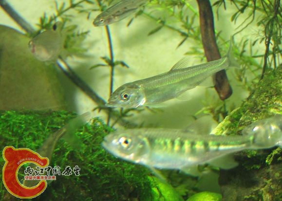 IMG_2215_副本.jpg IMG_2215_副本.jpg