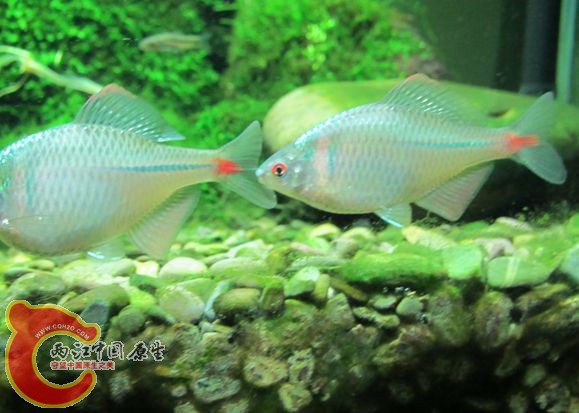 IMG_2247_副本.jpg IMG_2247_副本.jpg