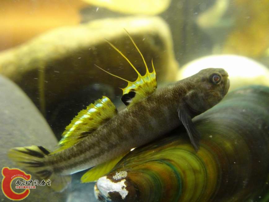 阿部鲻虾虎 (1).JPG