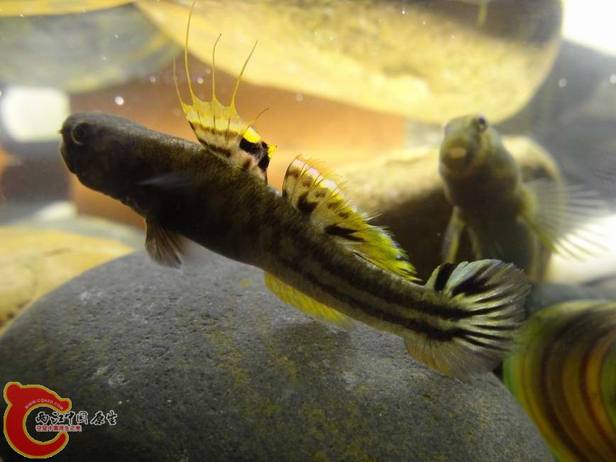 阿部鲻虾虎 (3).JPG