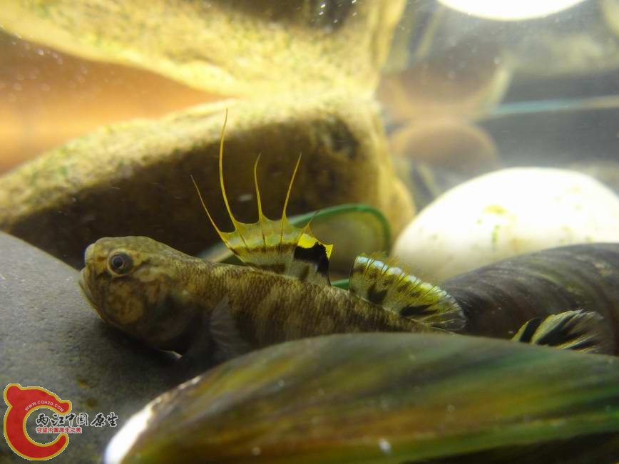 阿部鲻虾虎 (5).JPG