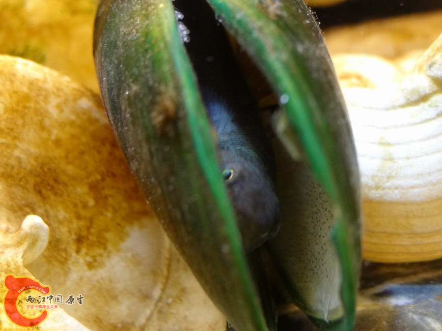 阿部鲻虾虎 (9).JPG