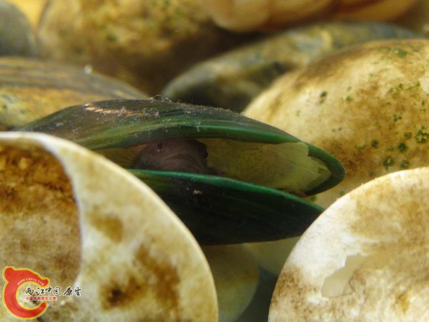 阿部鲻虾虎 (17).JPG