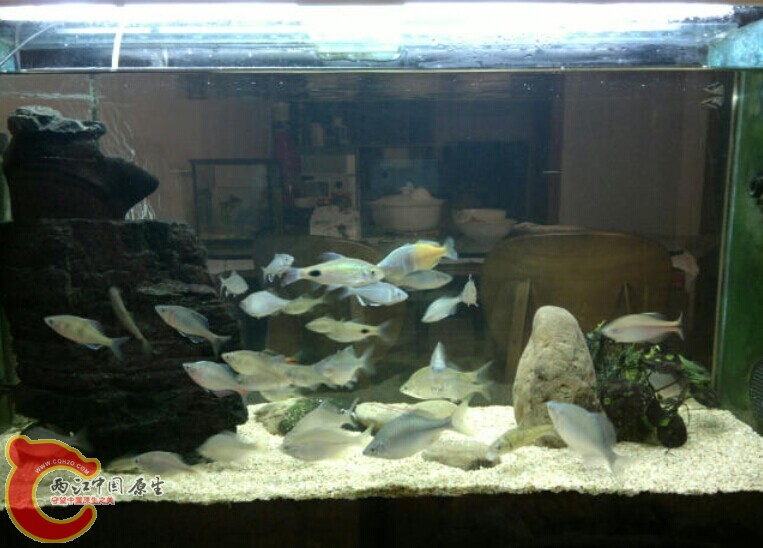 考考鱼友的眼力，里面有几种鰟鮍和鱊