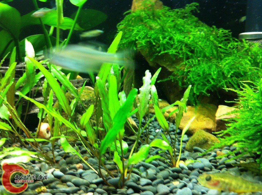 螃皮游太快，拍不好