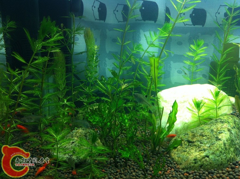 红的小鱼都是两条大鱼生的