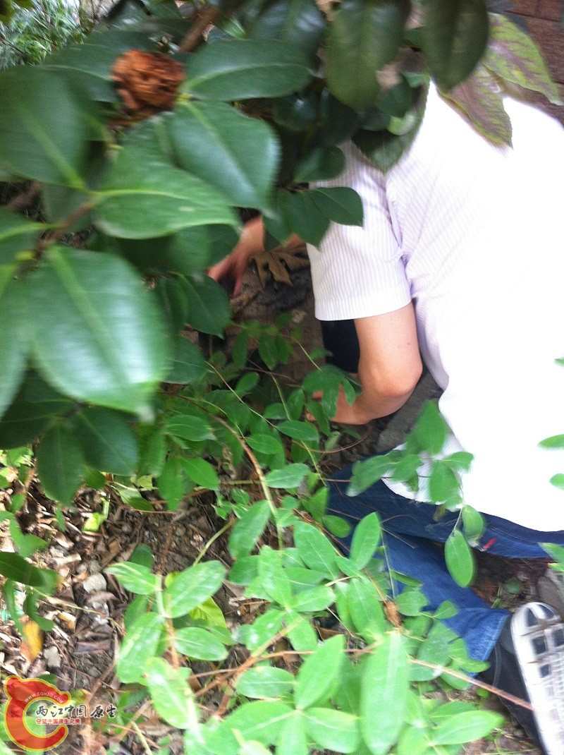 某天下班听见下水道附近有小猫叫唤，钻进去一看原来掉进去了