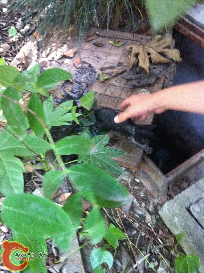 捏着鼻子，赤手下去捞了上来，看这小货的衰样