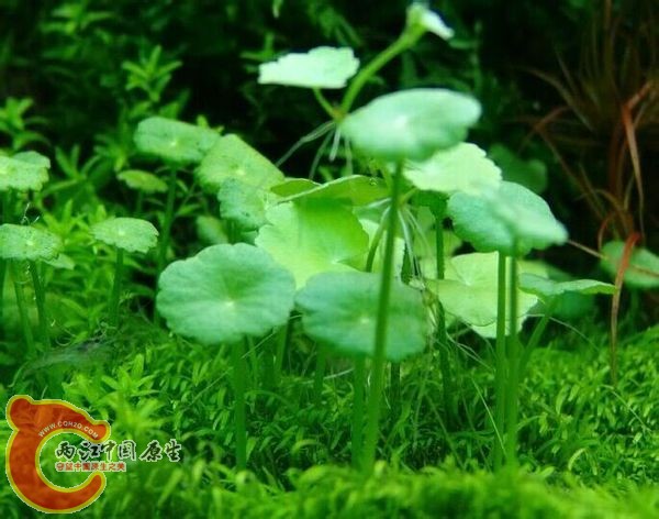 香菇草.jpg