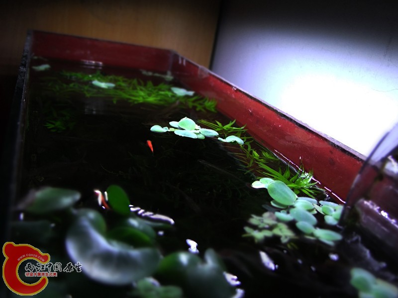 DSCF4528.JPG