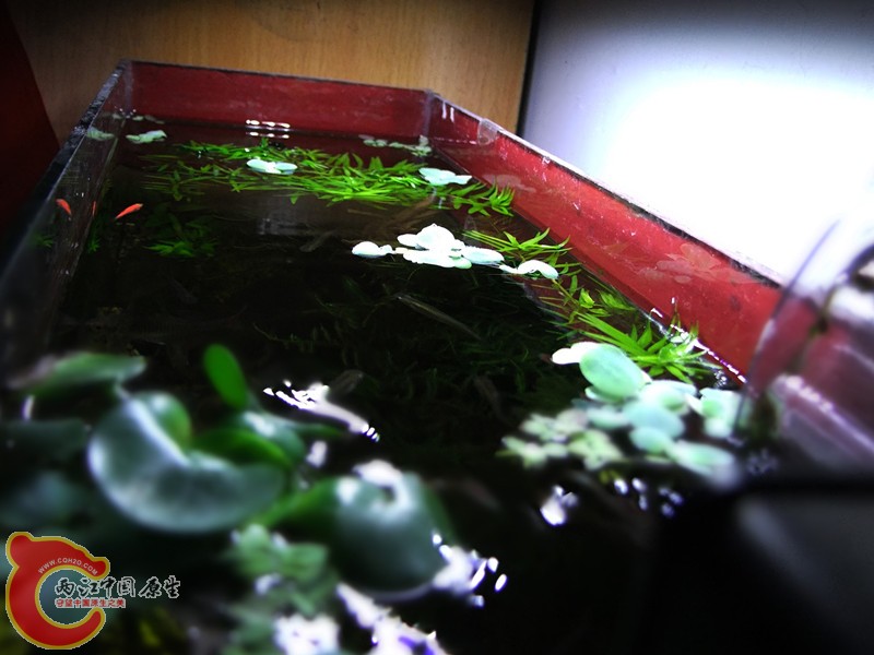 DSCF4529.JPG