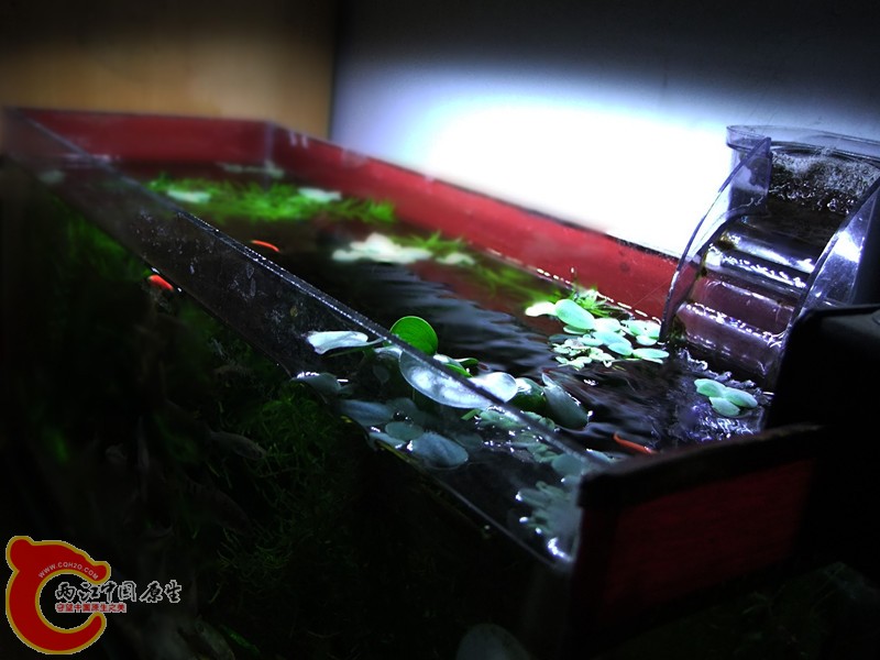 DSCF4530.JPG