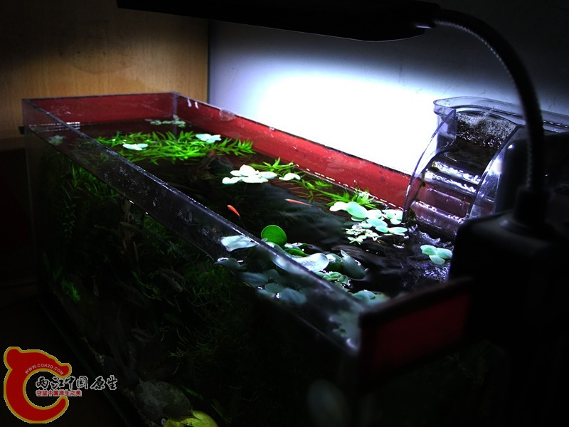 DSCF4531.JPG