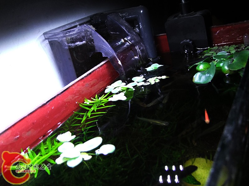 DSCF4533.JPG