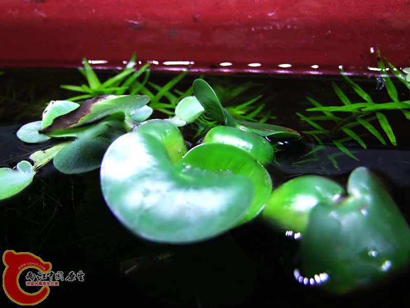 DSCF4537.JPG