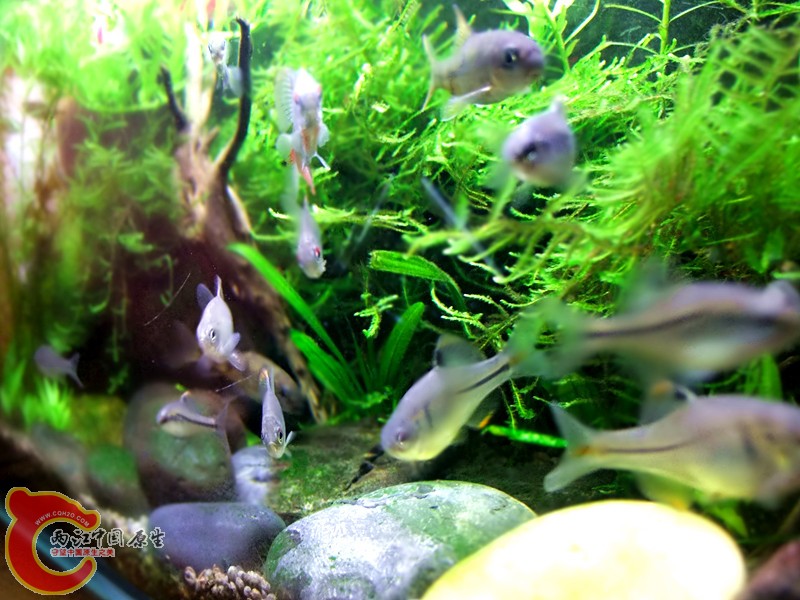 DSCF4526.JPG
