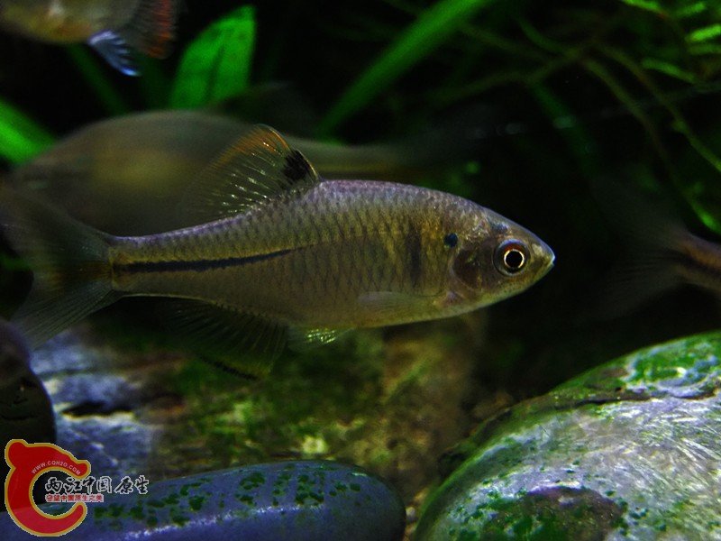 DSCF4459.JPG
