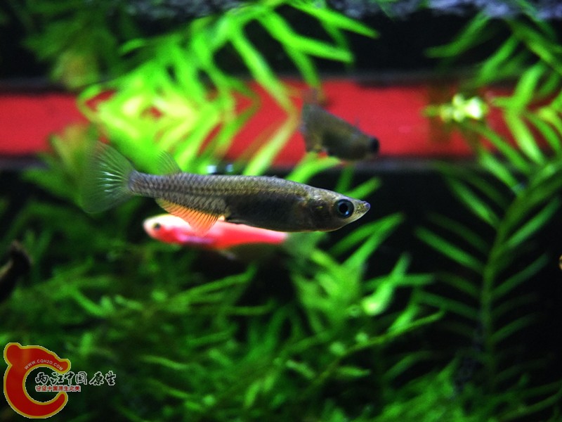 DSCF4491.JPG
