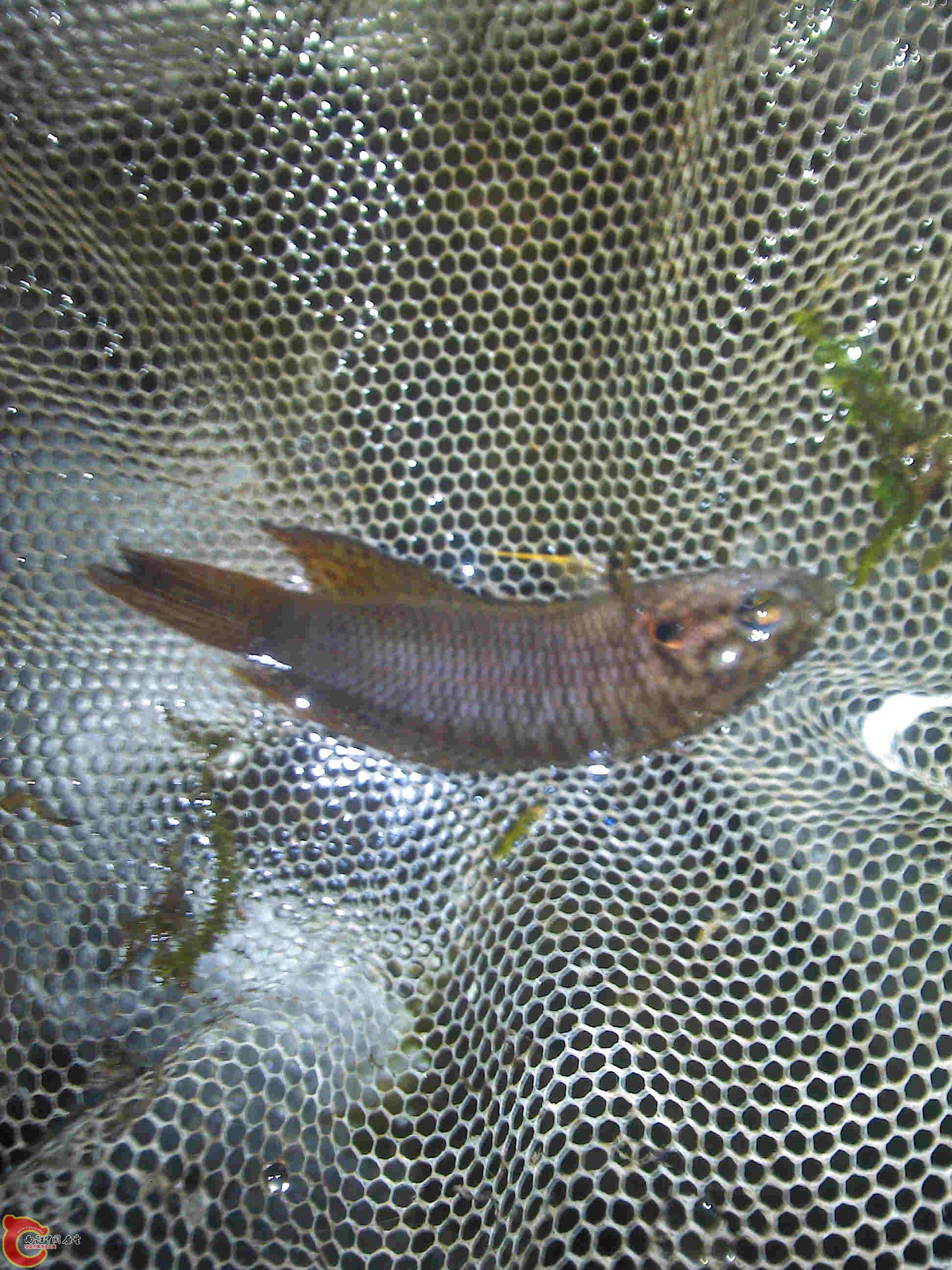 111100my28g8xs55kg8m82.jpg