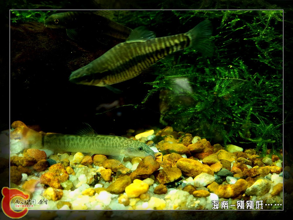 P41122-105300_副本.jpg
