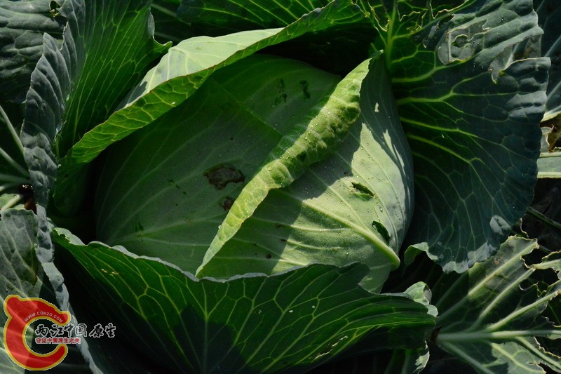 照片 090.jpg